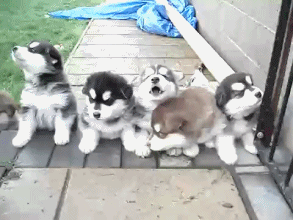 pups cute alert sm